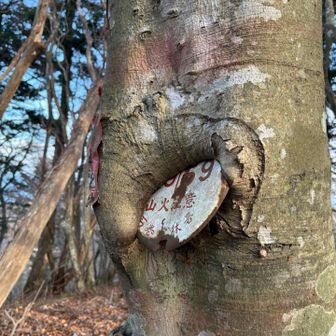 木に食べられた看板