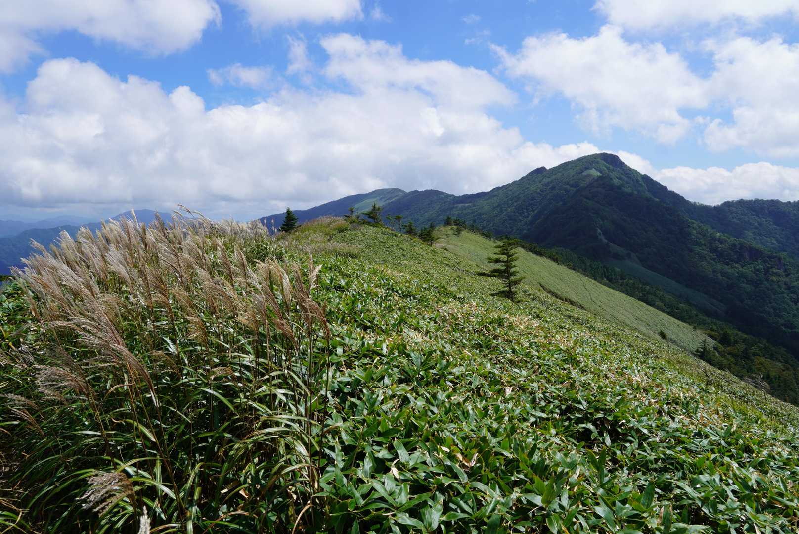 ススキ越しに歩いてきた稜線（平家平～冠山）を眺める
