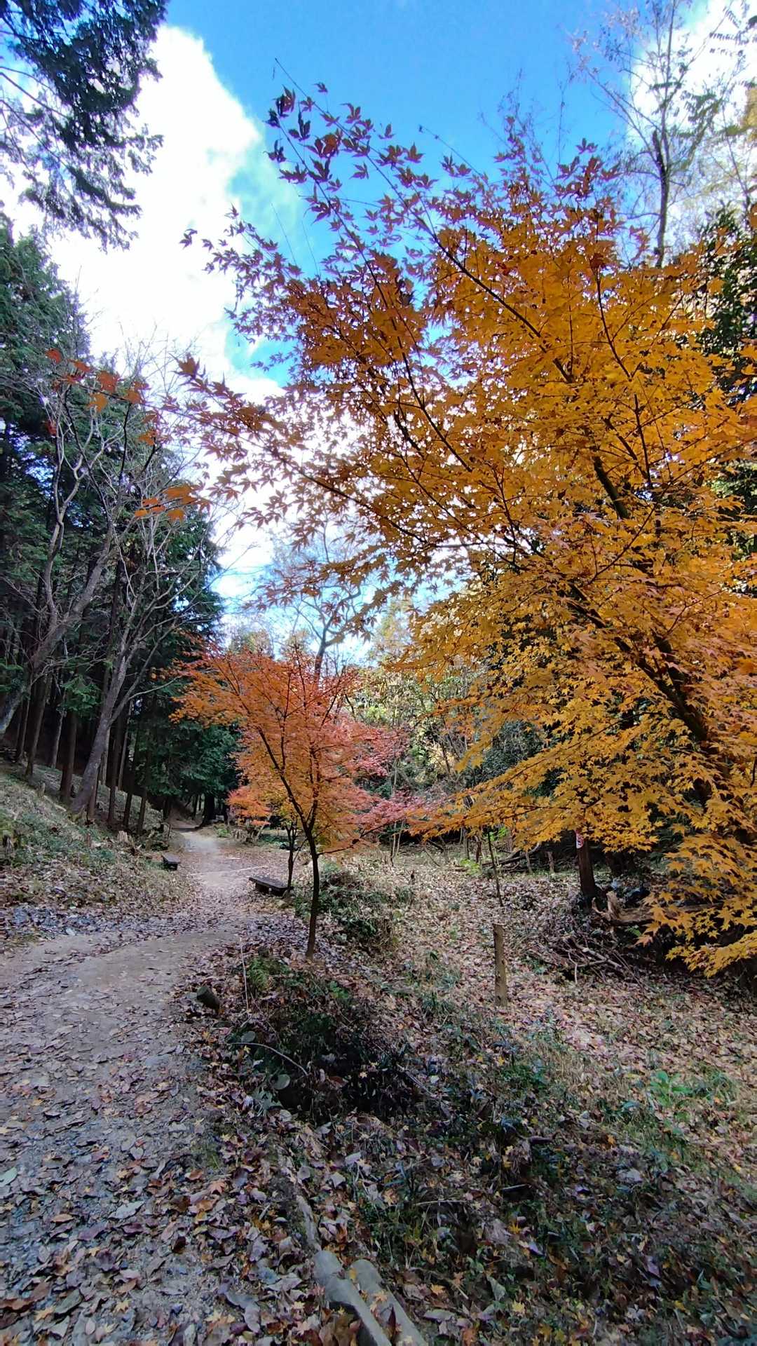 国見山登山口-国見山 往復コースの写真