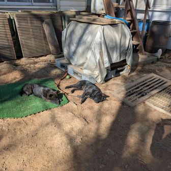 登山中、ずっと遠吠えが聞こえたので、日本オオカミの生き残りでもいるのかと思いましたが、ワンちゃんたちでした。