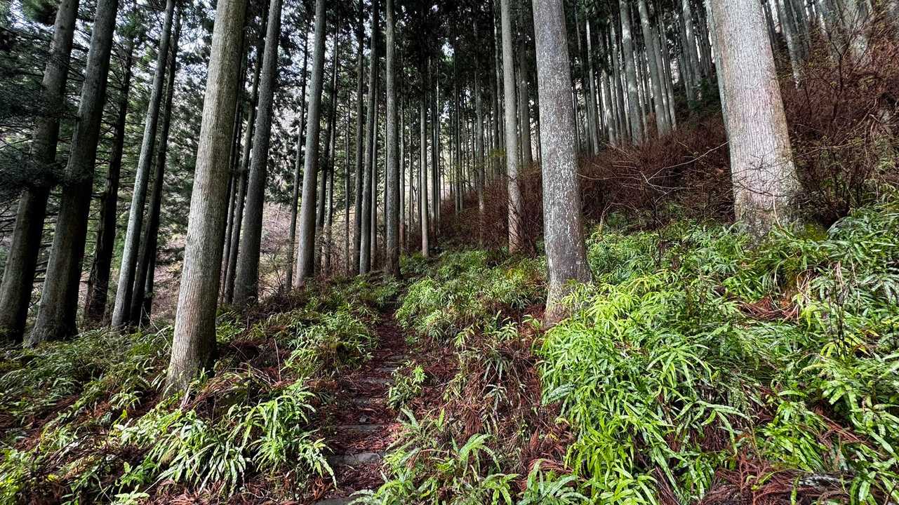 鍋割山・塔ノ岳・烏尾山縦走 の写真 4