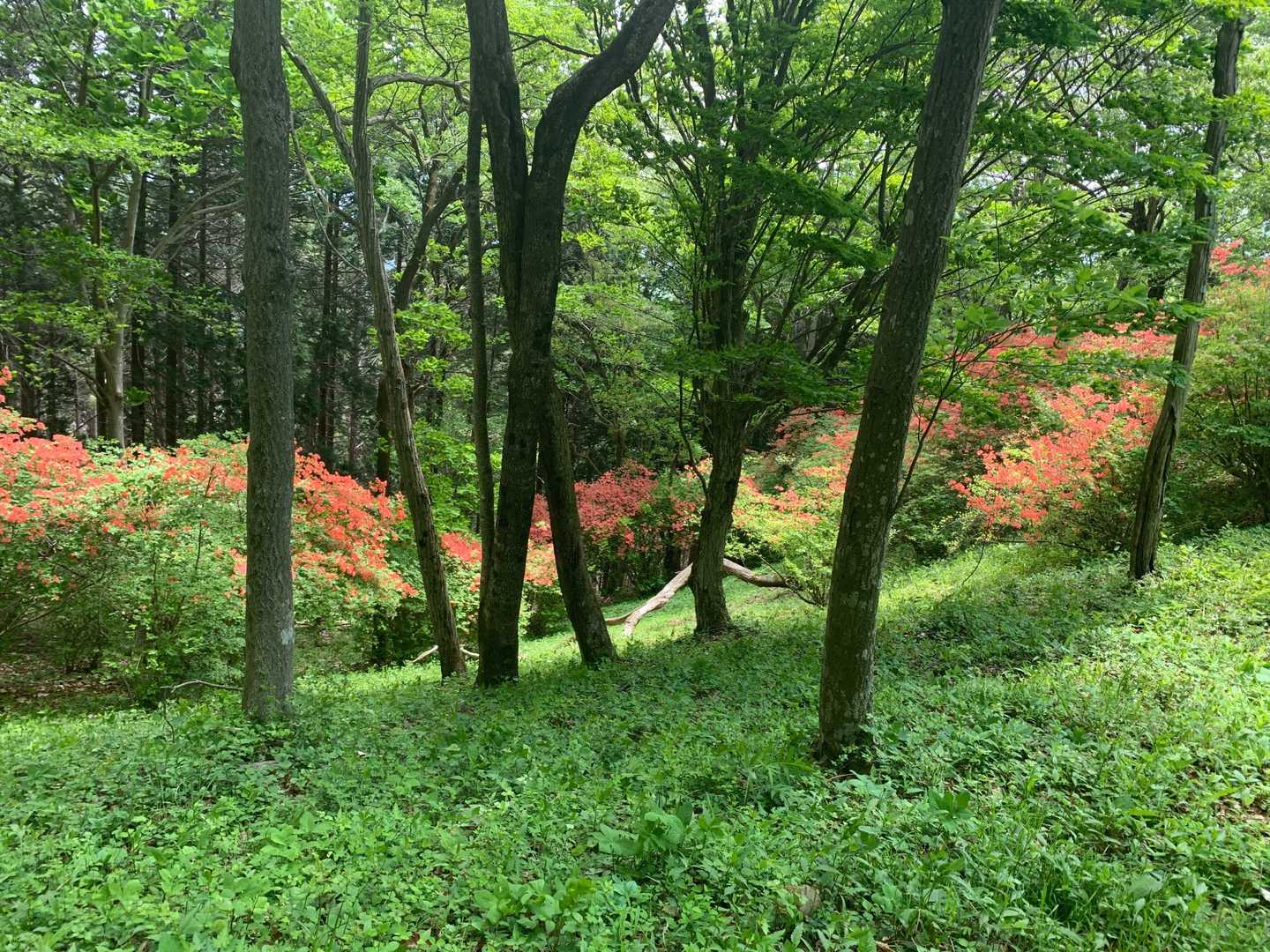 二本木峠-愛宕山-皇鈴山-茱萸ﾉ木峠-登谷山-釜伏峠-釜伏 縦走コースの写真