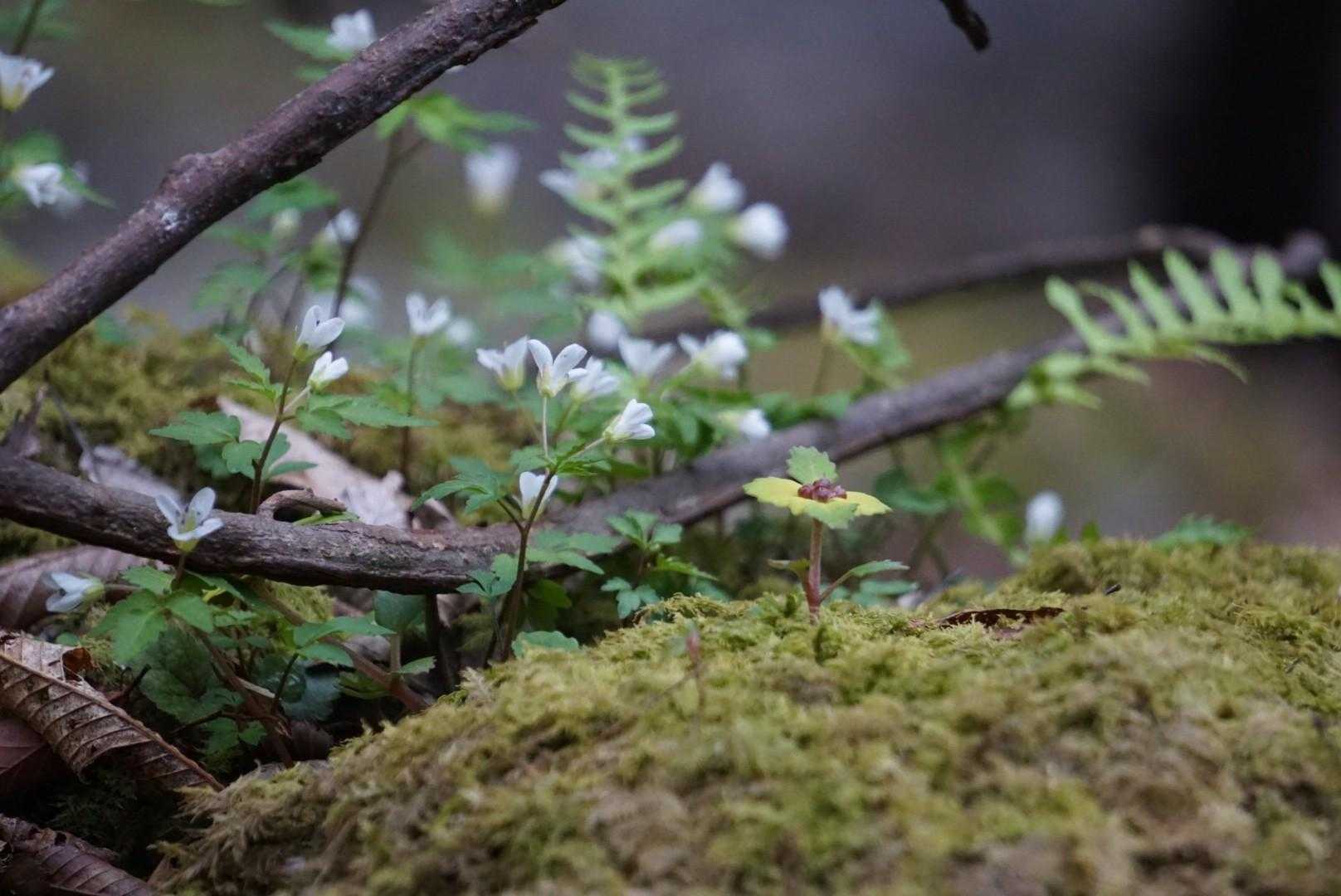あちこちに