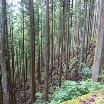 手入れのされた杉林。