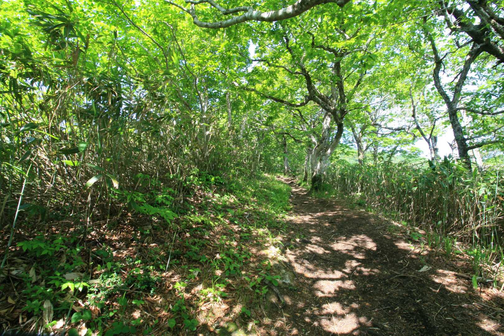 気持ちのいい縦走路
