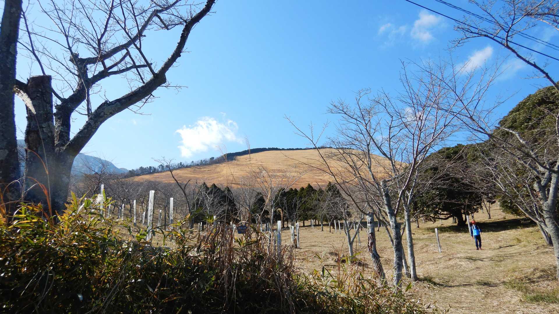桜の園から登ります。徐々に桜の木の本数が増えてますね