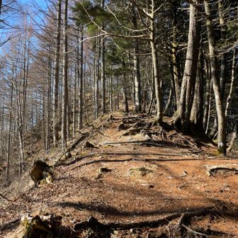 鳳凰山・地蔵岳・観音岳・薬師岳 高谷山の登り返しがやたらとキツく感じた😂😂