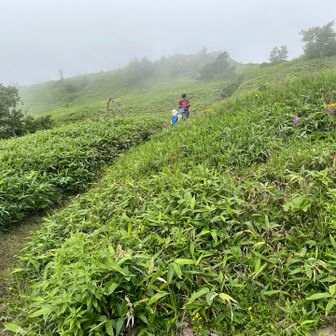 ここをなだらかに登ると、すぐ子根子岳。