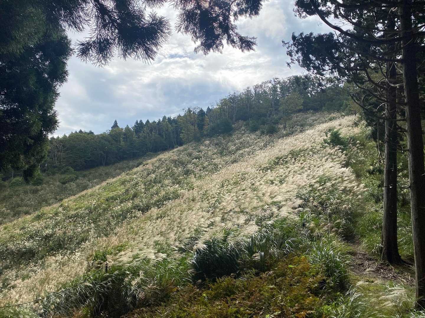 生野高原登山口-達磨ヶ峰-フトウガ峰-段ヶ峰-千町峠 周回コースの写真