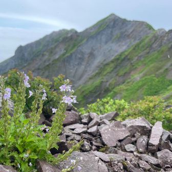 槍とダイセンクワガタ