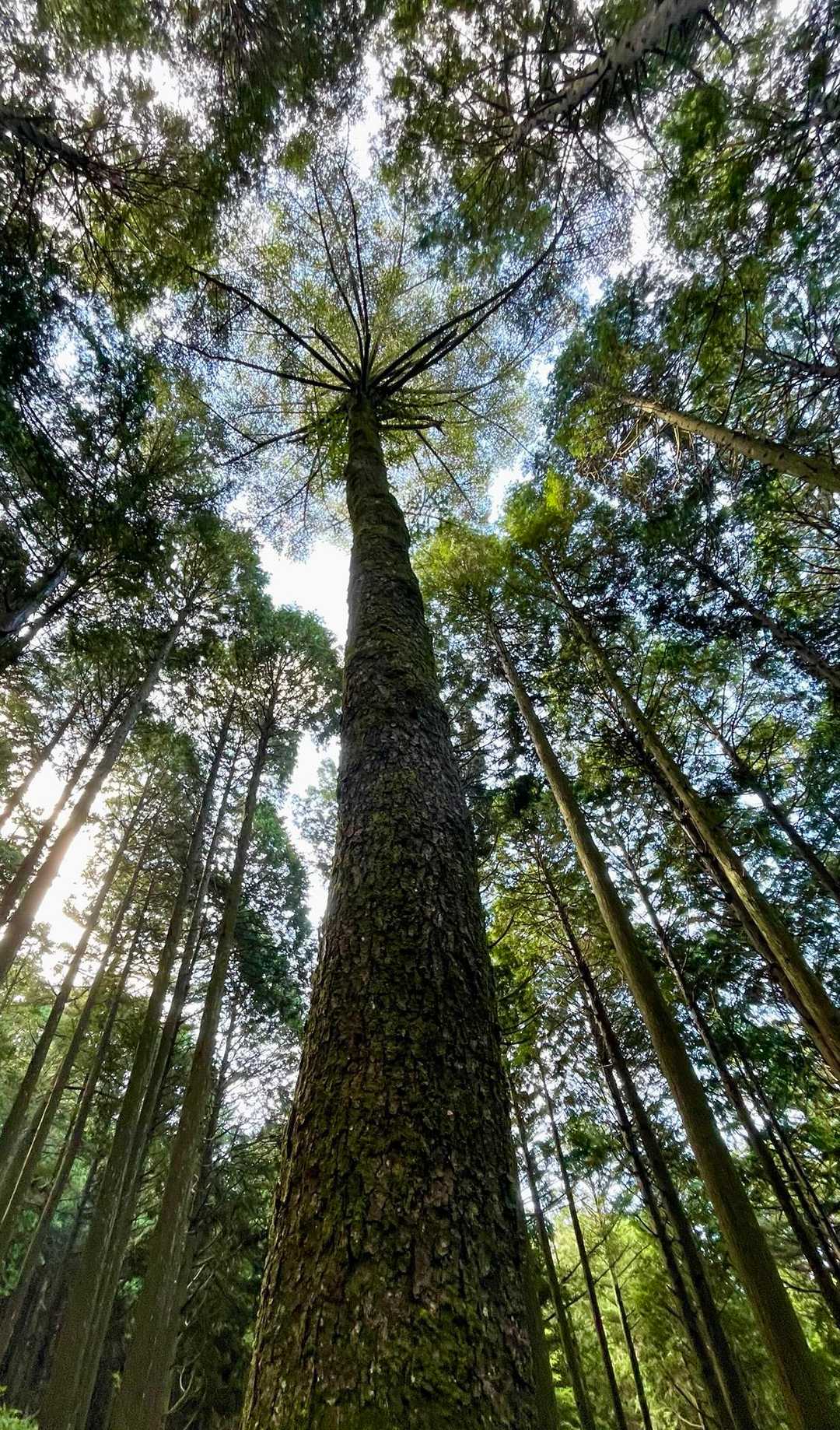 木々も直射日光を遮ってくれます🌳