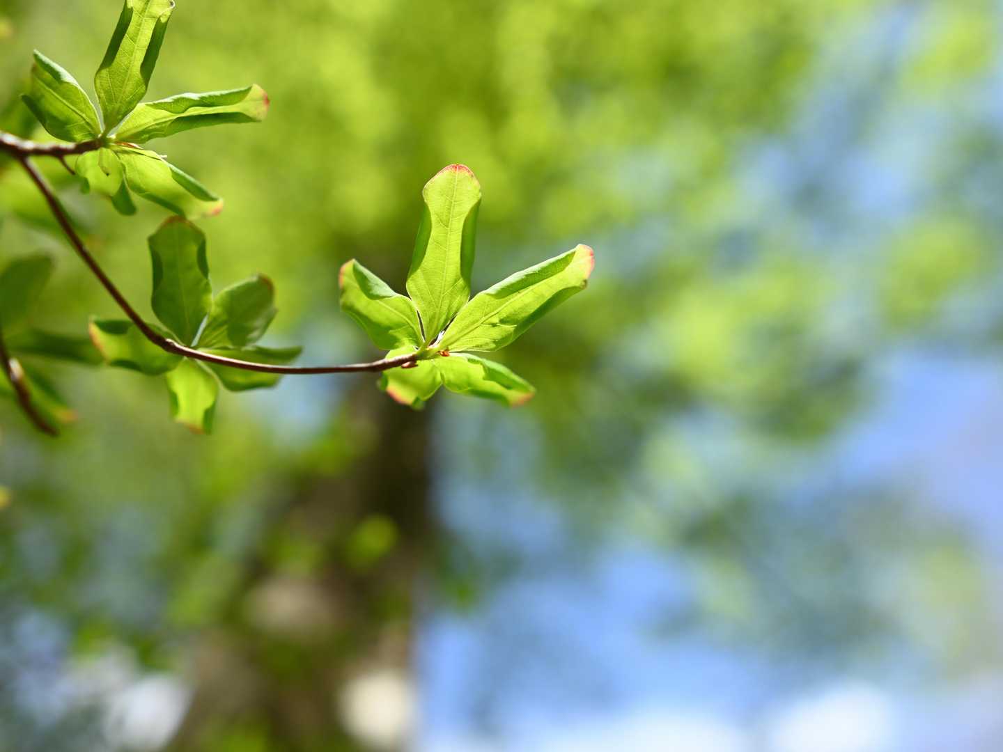 🌿