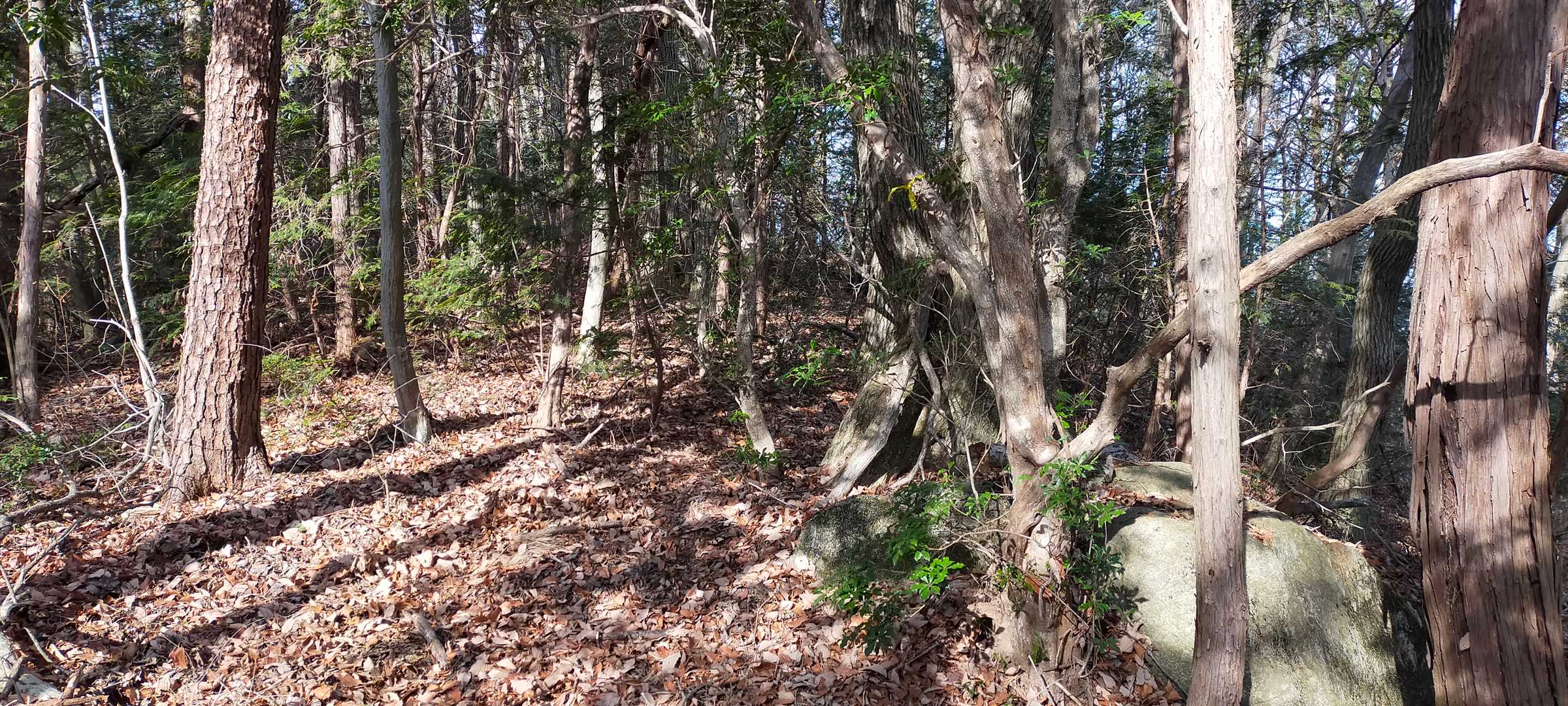 初登頂② 矢倉山山頂に到着♪
藪ほどではないですが ずーっと歩き難い(笑)そして山名板も展望もありません(笑)