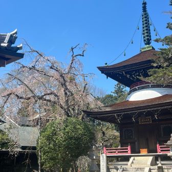 今年は散ってました🌸🍃