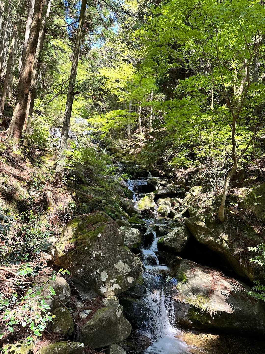 沢の近くを登ります
