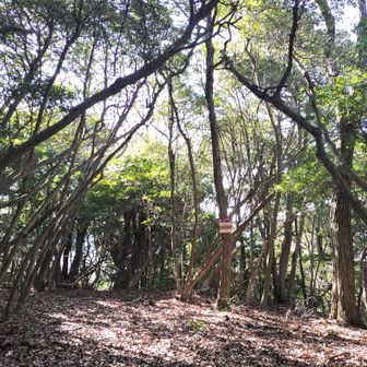 4座目：東山登頂🙌