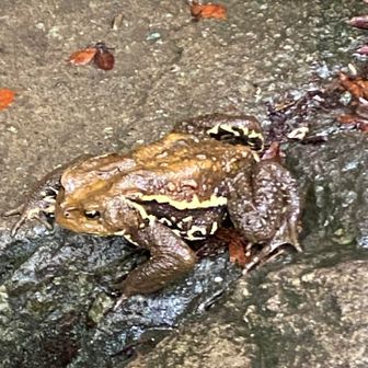 今日は2種類は3匹のカエルに出会えた🐸