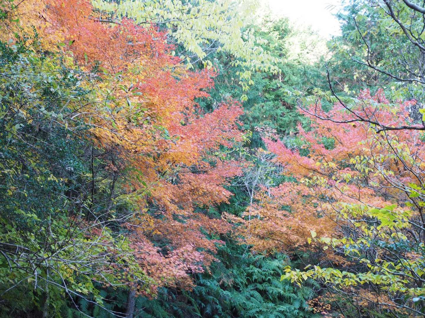 ここの紅葉は見応えあります