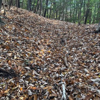 落ち葉が🍂重なりツルツル