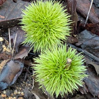 こんなに暑くてもお山では少しずつ秋の気配🌰