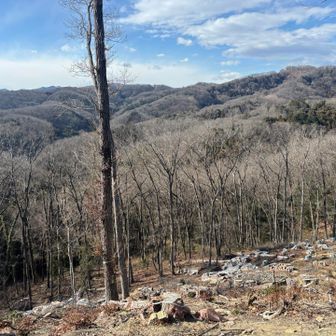 伐採されて見晴らし良し