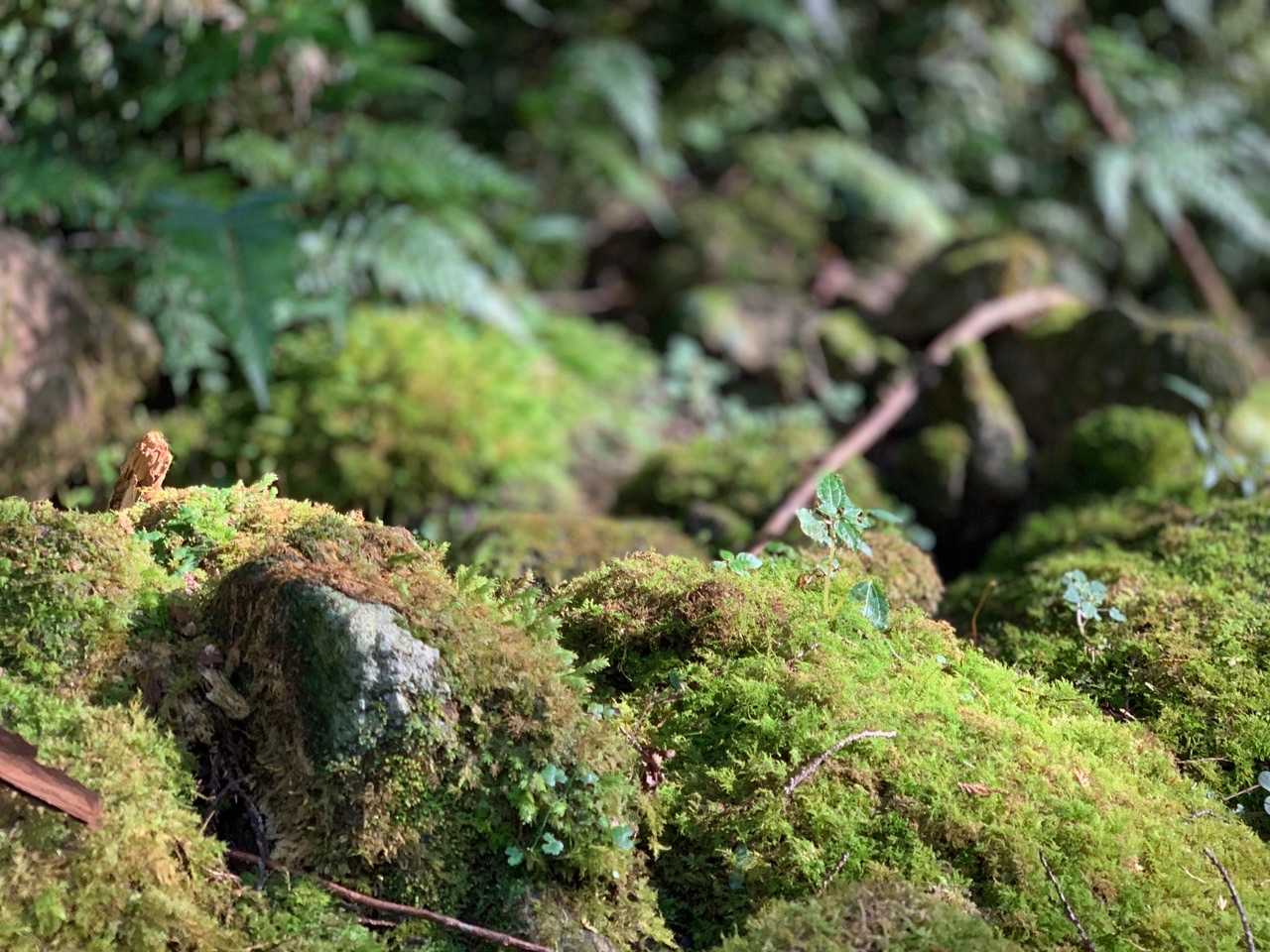苔💕
さあ、お次は経ヶ峰でテント泊⛺️