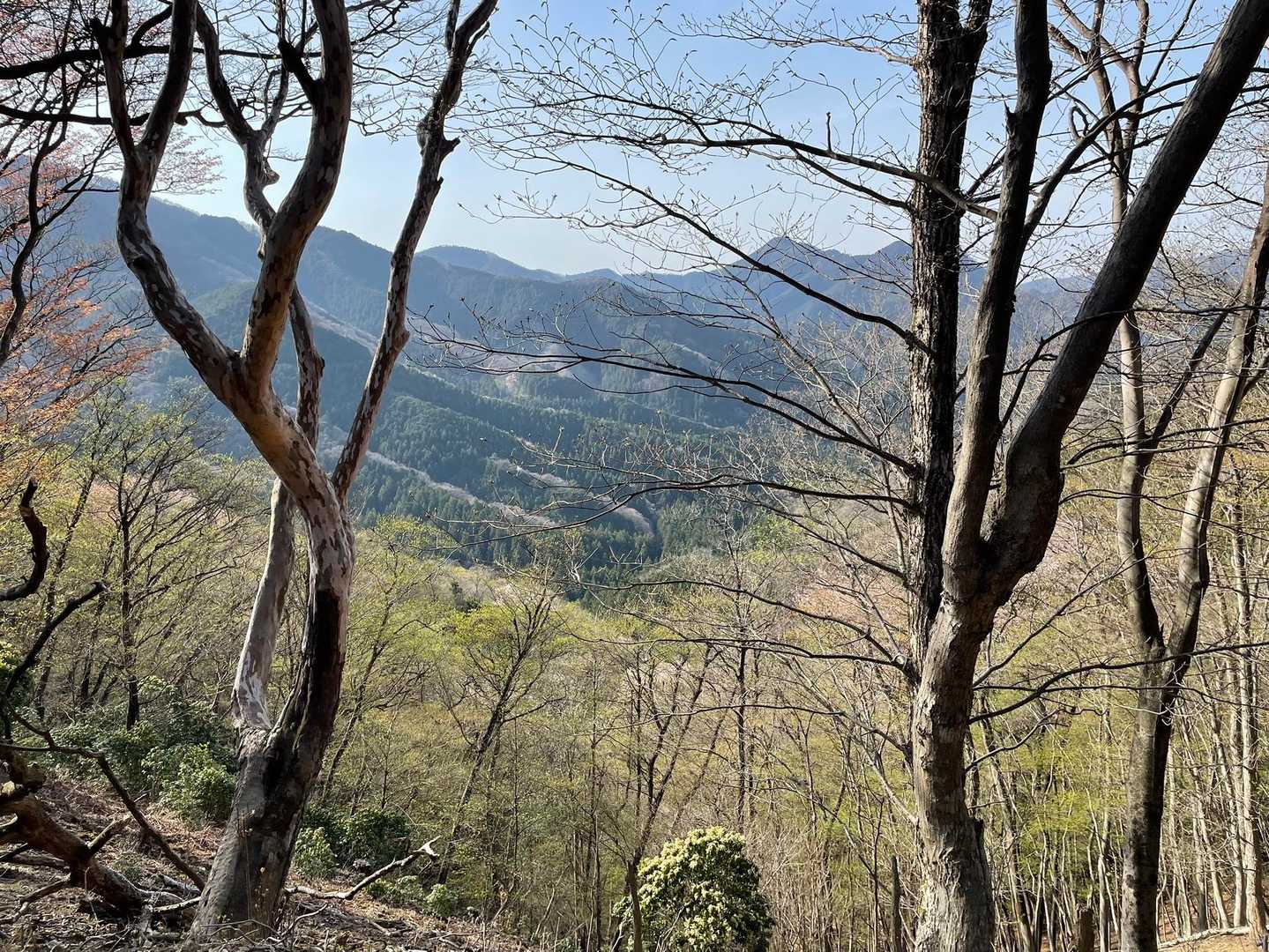 伊豆ヶ岳登山口-ツガの木台-長岩峠-伊豆ヶ岳 往復コースの写真