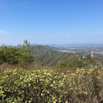 ヒカゲツツジ満開✨