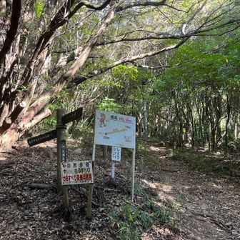 登りはさるすべり🐒で
手を使わずに登ります
