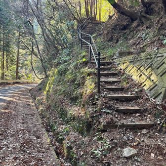 林道をこのまま歩いても、右の登山道に入っても
結局先でつながってます。
階段が苦手な方は距離は長くなりますが林道がいいかも☺️