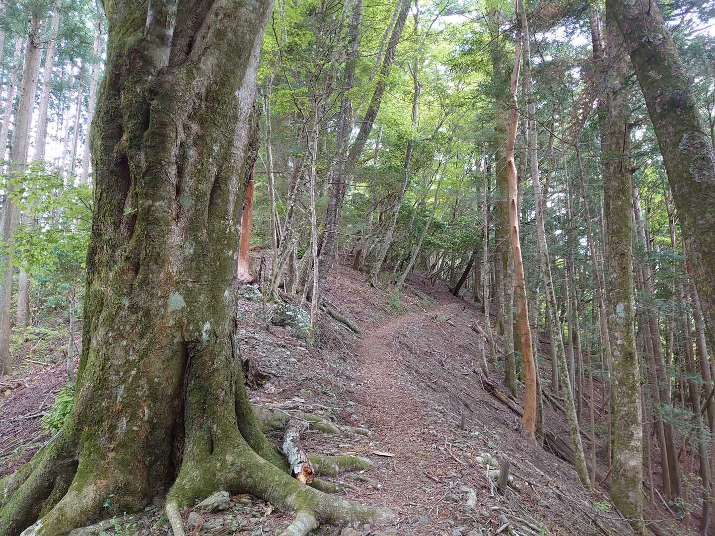 やっぱ地元の森とは雰囲気違うなぁ。