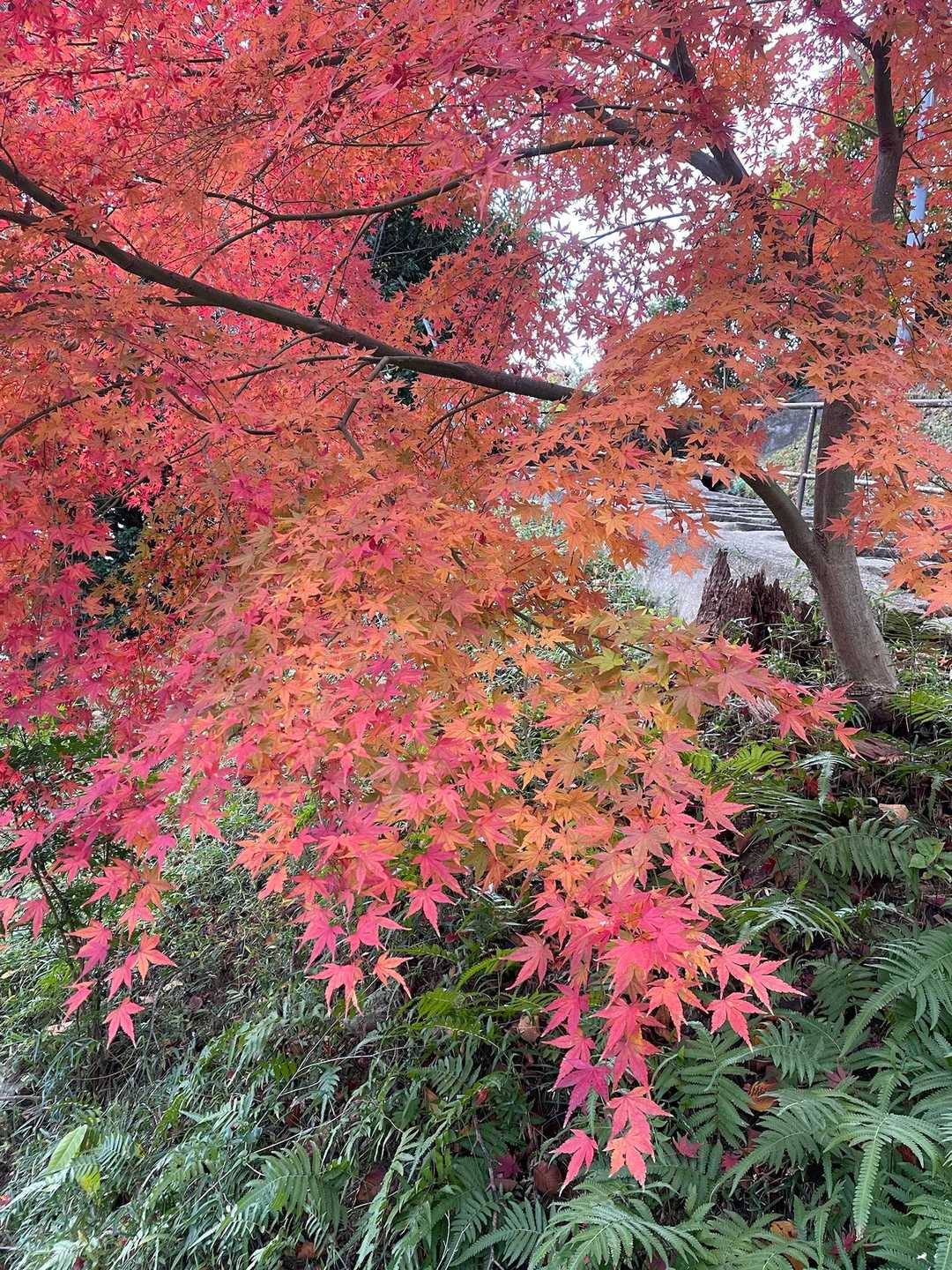 東山 往復コースの写真