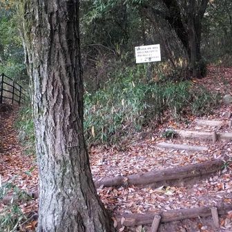 左奥から下りて来たが右奥に立派な階段があるので