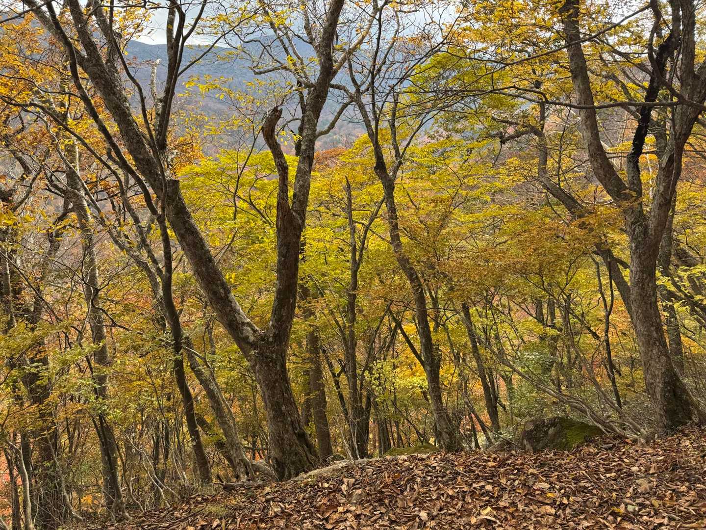 猿ヶ鼻-甲子山-旭岳 往復コースの写真