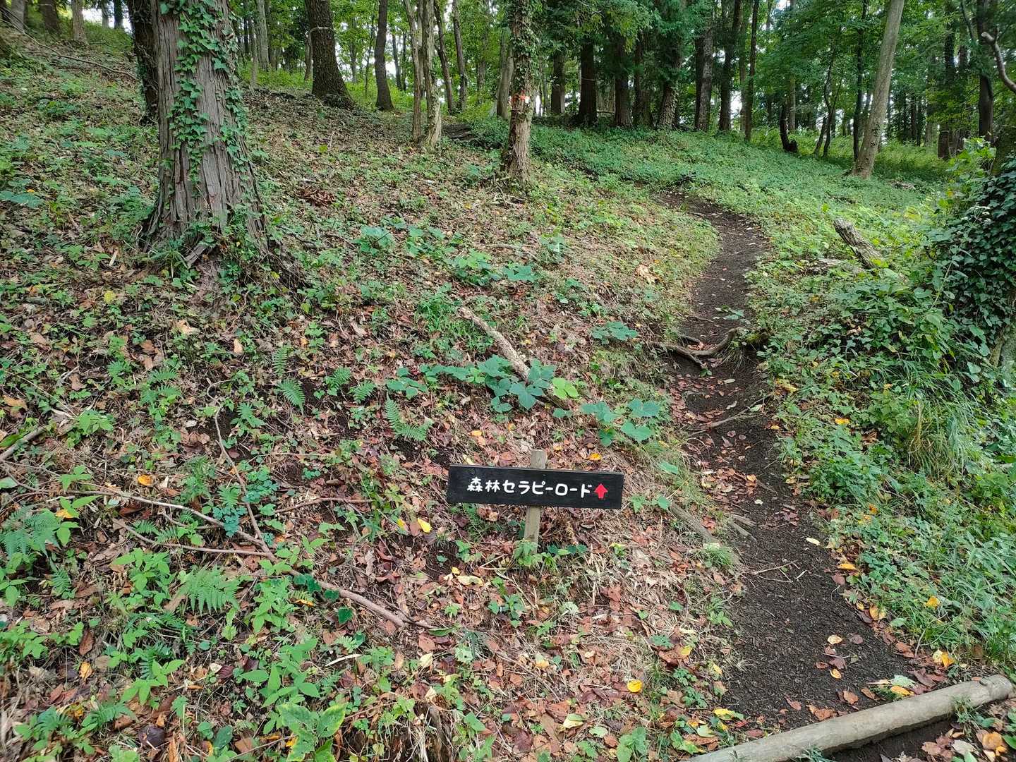セラピーロードへ🚶‍♂️