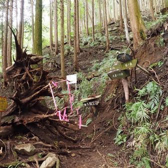 大倉高原への分岐に大きな大倒木