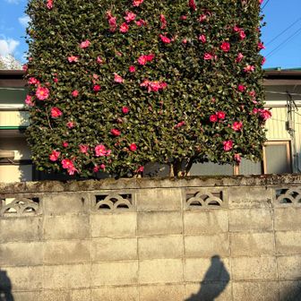 下山して見たサザンカが真四角