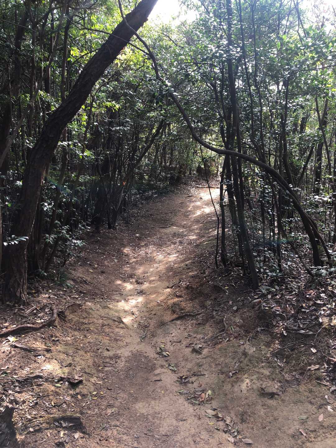 歩きやすいきれいな道です。昨日より暖かくちょうどいい気温です。