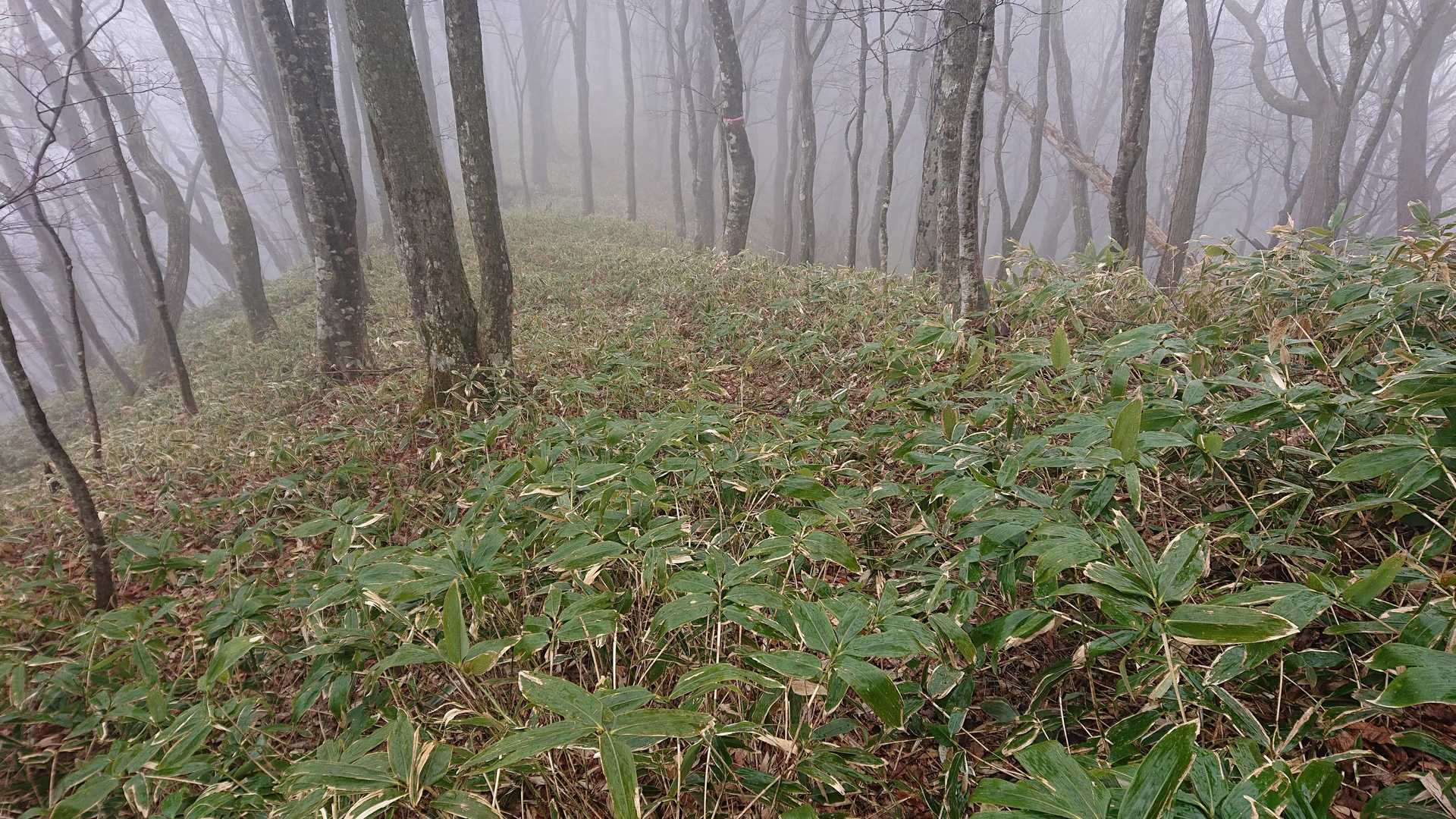 少しの区間は笹で登山道が分かりずらいです
