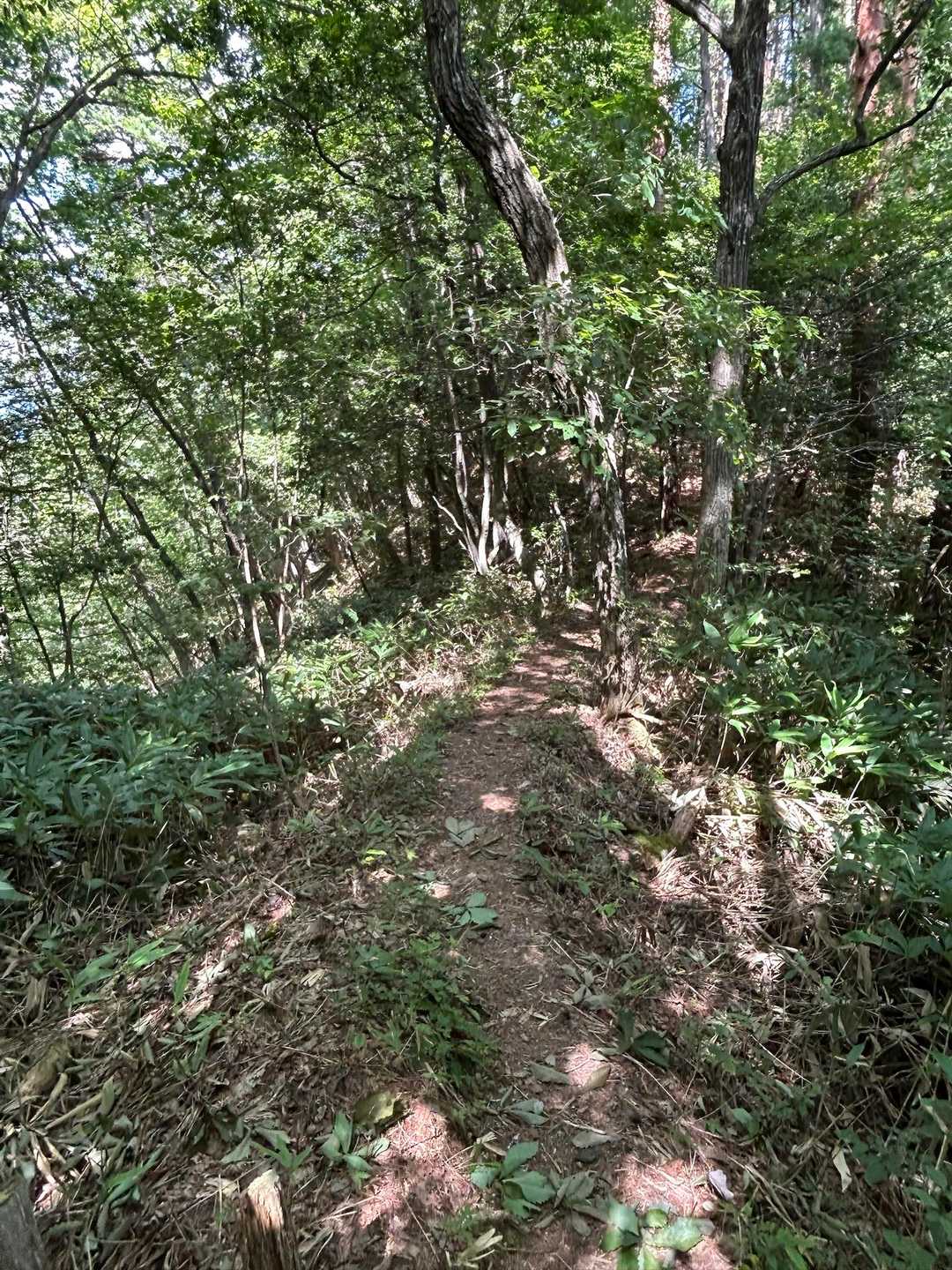 樹林のおかげで、快適な山歩き🌿