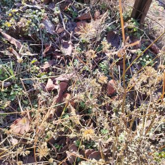 センダクサ（くっつき虫）