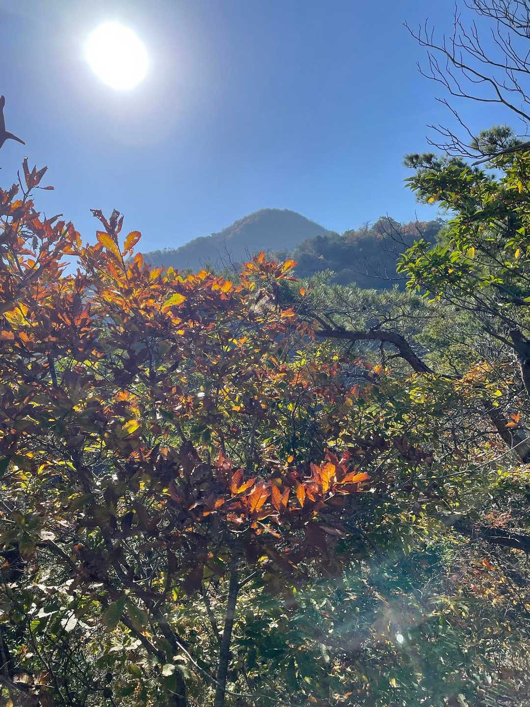 西ノ谷登山口-舟見平-鞍掛山-中ノ谷登山口 周回コースの写真
