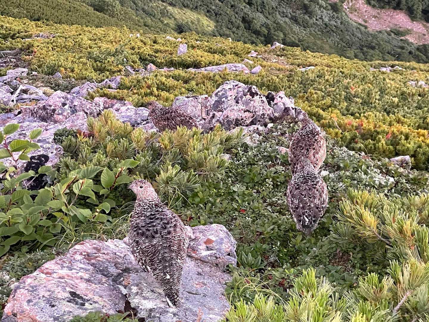 家族だね🐦