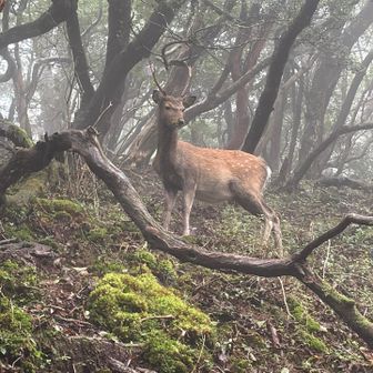 雄の鹿と遭遇🦌
角の感じからすると若い個体のようです。
