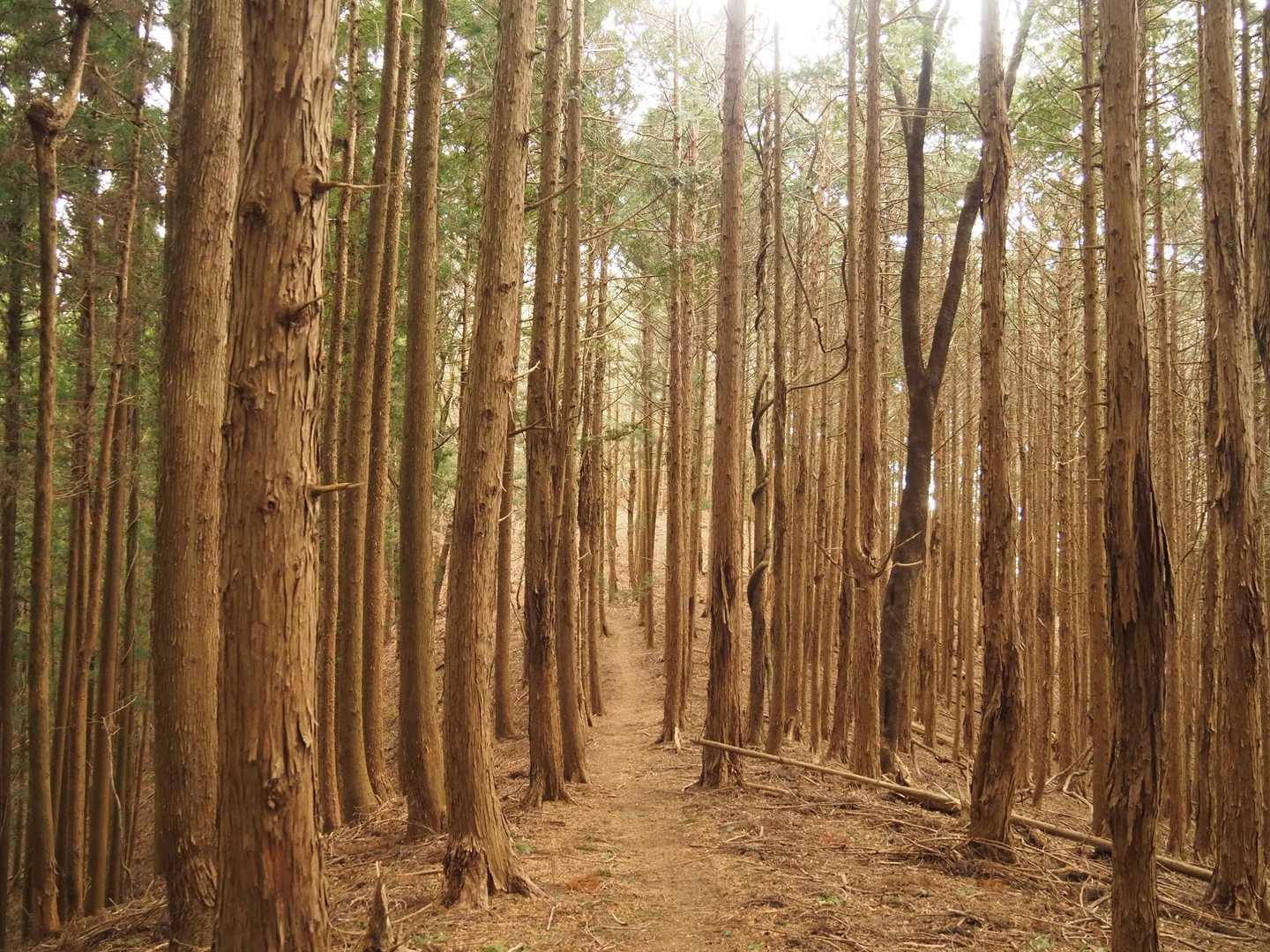 良き林道歩き