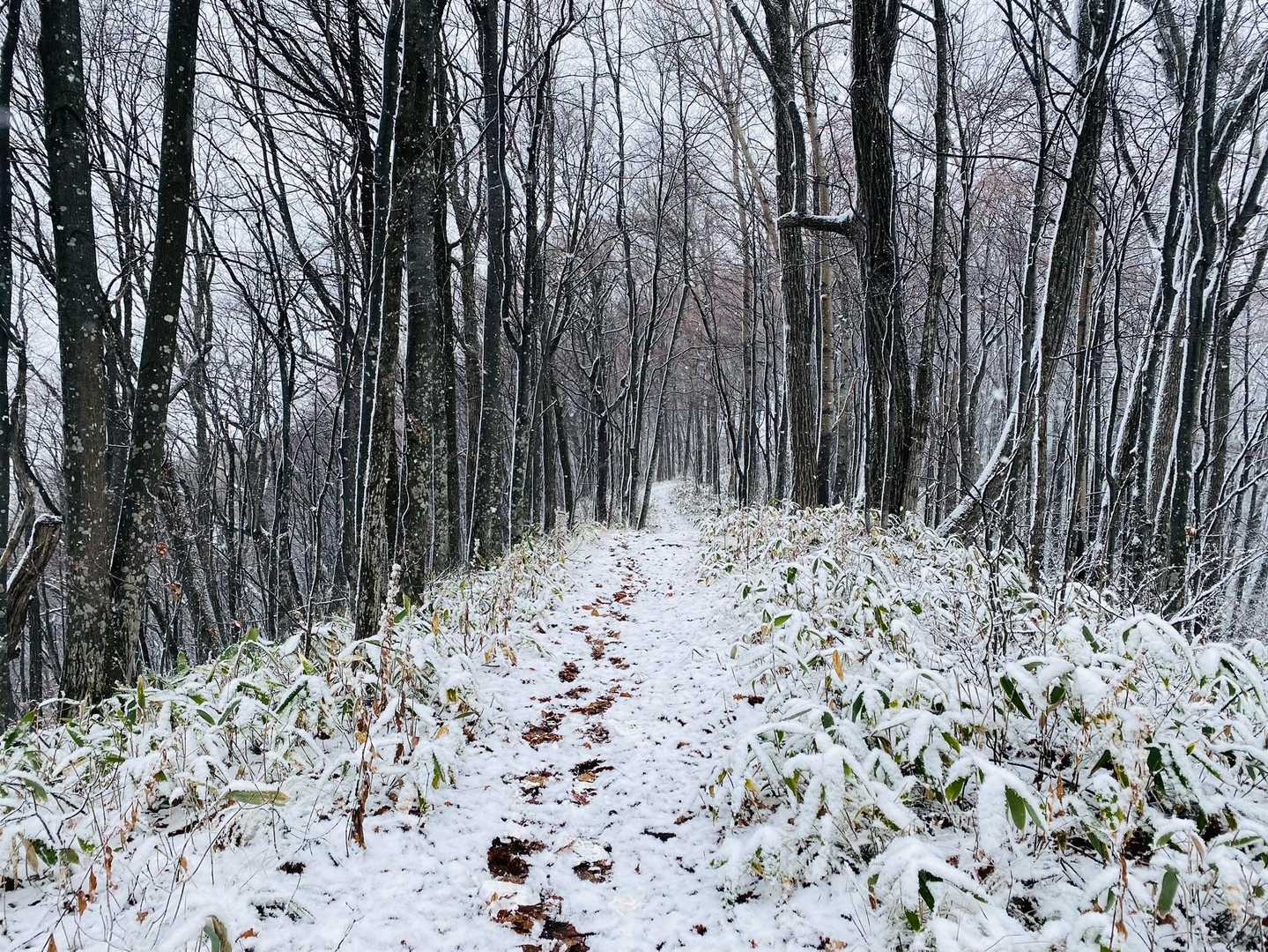 振り返って、歩いてきた道👣❄️