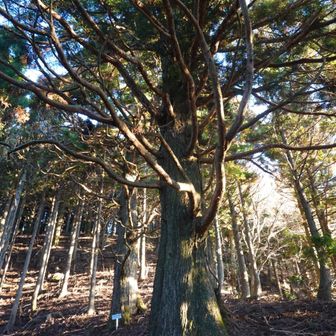 巨大な杉の木たち。裾野市指定天然記念物だそうだ