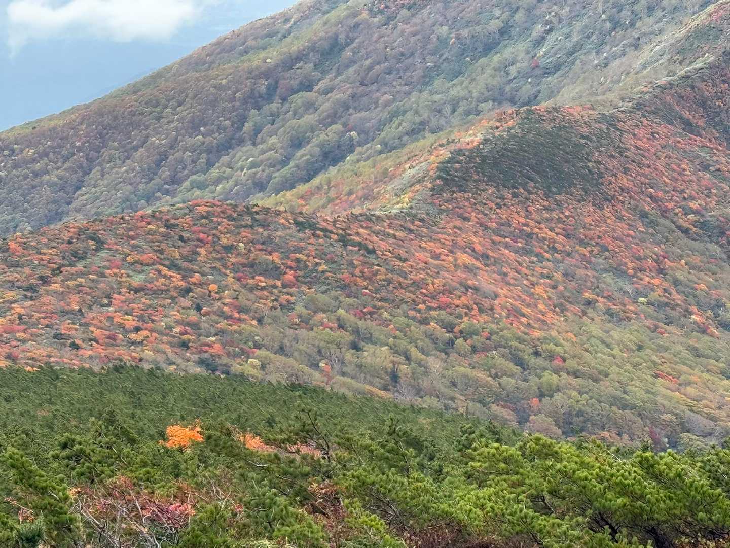 🧡💛
