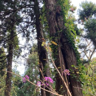 ムラサキシキブ見つけた^_^