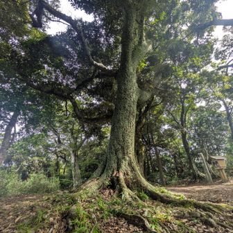 高祖山山頂の樹木①